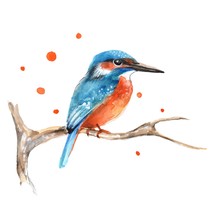 Kingfisher On Branch 1. Watercolor Bird