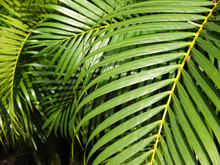 Leaves Green ( Palm Leaf )