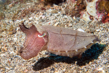 Squid Cuttlefish Underwater On Black Lava Sand