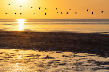 Wall Mural - Silhouettes of flock of geese flying across orange sky at sunset