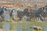 Fototapeta  - Steppenzebras (Equus Quagga) am Wasserloch im Etosha Nationalpark
