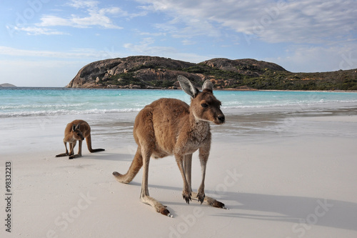 dwa-kangury-na-plazy-w-cape-le-grand-national-park-w-australii