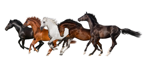 Wall Mural - Horse herd isolated on white background