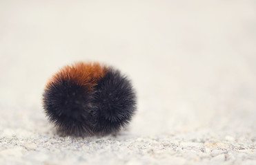 Wall Mural - Curled up caterpillar