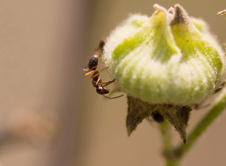 Ant on a plant