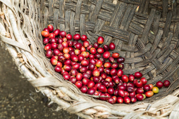 viele rot kaffeekirschen in einem geflochtenen Korb