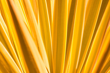 abstract yellow plant background - leaf closeup / natural pattern