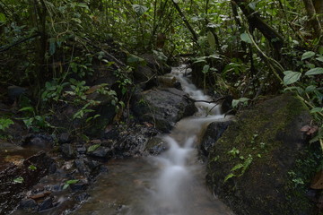  River through the Forest in Costa Rica