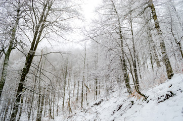 Wall Mural - Foggy winter forest