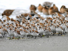 Shorebirds In A Crowd