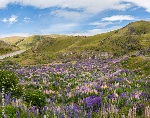 Fototapeta do kuchni Lupin flower field on Lindis Pass