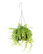 Hanging Basket Plant Isolated On White Background