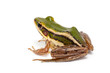 green frog (green paddy frog) on white background