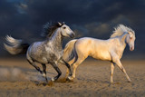 Fototapeta Zwierzęta - Two horse play in desert against dramatic sky