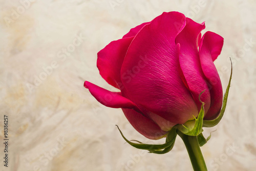 Fototapeta na wymiar Bud rose from close distance with water drops, selective focus