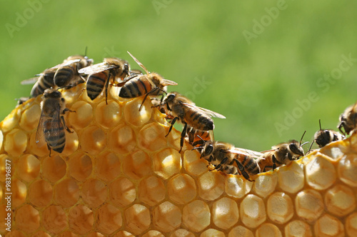 Plakat pszczoły na plaster miodu