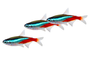 Sticker - Swarm of Neon Tetra Paracheirodon innesi freshwater fish isolated 