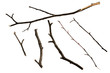 Dry twigs
