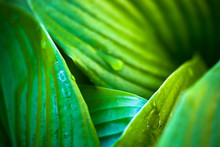 Green Leaves Of Hosta With Dew Drops