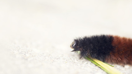 Wall Mural - Determined caterpillar
