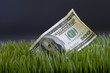 Cash in the grass.