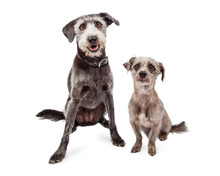 Two Differnt Size Terrier Mixed Breed Dogs