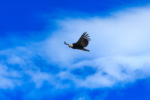 Condor In Sky
