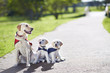 © Westend61 - Three guide dogs at dog training