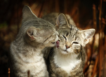 Young Cat Licking The Face Of Another Cat