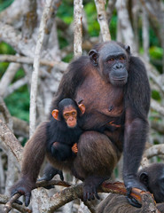  A female chimpanzee with a baby on mangrove trees. Republic of the Congo. Conkouati-Douli Reserve. An excellent illustration.