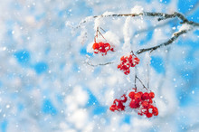 Red Rowan Berries Covered With Snow And Hoarfrost