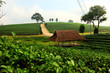 Choui Fong Oolong Tea Garden. Chiang Rai, Thailand