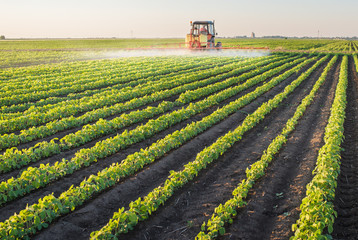 Wall Mural - Tractor spraying soybean