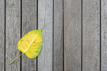 Yellow bodhi leaf on wood floor