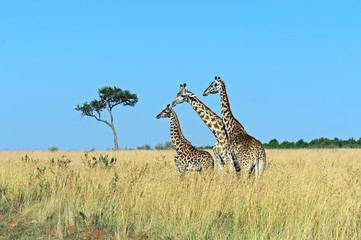 Wall Mural - Giraffe in the African savannah