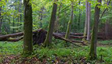 Old Alder Trees Of Bialowieza Forest