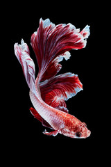 Poster - Betta fish