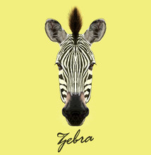 Zebra Wild Animal Face. Vector Cute African Safari Black And White Zebra Head Portrait. Realistic Fur Portrait Of Beautiful Striped Savannah Zebra On Yellow Background.