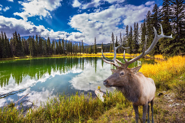 proud deer antlered and round lake
