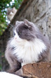 Gatto grigio con macchia bianca a pelo lungo accovacciato su della legna in un ambiente rustico
