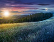 day and night composite image of large meadow with herbs,  trees in mountain area