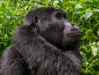 © gudkovandrey - Mountain gorillas in the rainforest. Uganda. Bwindi Impenetrable Forest National Park. An excellent illustration.