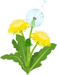 Poster - dandelion flowers on white background