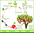 life cycle of apple tree