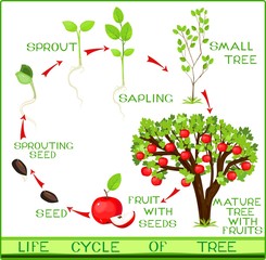 life cycle of apple tree