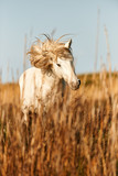 Fototapeta Konie - White horse of Camargue