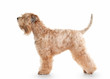 Dog. Irish soft coated wheaten terrier