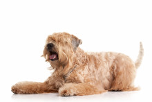 Dog. Irish Soft Coated Wheaten Terrier