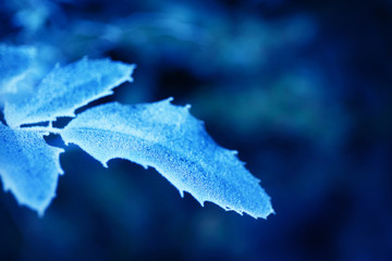 Sticker - Beautiful frosty winter leaves on blured nature background, close up