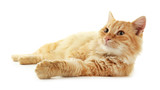 Fototapeta Koty - Fluffy red cat laying isolated on white background